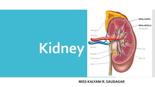 Kidney
MISS KALYANI R. SAUDAGAR
 
