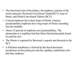 Kidney by ismail Surchi | PPTX