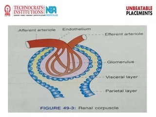 Urinary system | PPTX