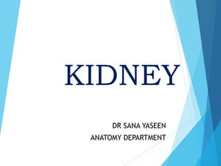 KIDNEY
DR SANA YASEEN
ANATOMY DEPARTMENT
 