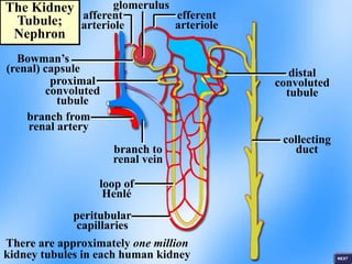 The Kidney
Tubule;
Nephron
Bowman’s
(renal) capsule
afferent
arteriole
efferent
arteriole
glomerulus
branch from
renal artery
proximal
convoluted
tubule
distal
convoluted
tubule
branch to
renal vein
loop of
Henlé
collecting
duct
peritubular
capillaries
There are approximately one million
kidney tubules in each human kidney
 