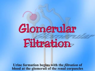 Urine formation begins with the filtration of
blood at the glomeruli of the renal corpuscles
 