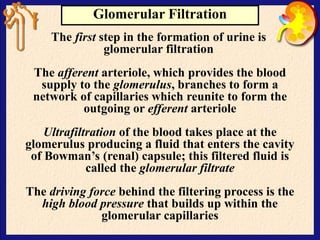 Glomerular Filtration
The first step in the formation of urine is
glomerular filtration
The afferent arteriole, which provides the blood
supply to the glomerulus, branches to form a
network of capillaries which reunite to form the
outgoing or efferent arteriole
Ultrafiltration of the blood takes place at the
glomerulus producing a fluid that enters the cavity
of Bowman’s (renal) capsule; this filtered fluid is
called the glomerular filtrate
The driving force behind the filtering process is the
high blood pressure that builds up within the
glomerular capillaries
 
