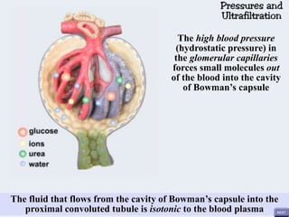 The high blood pressure
(hydrostatic pressure) in
the glomerular capillaries
forces small molecules out
of the blood into the cavity
of Bowman’s capsule
The fluid that flows from the cavity of Bowman’s capsule into the
proximal convoluted tubule is isotonic to the blood plasma
 