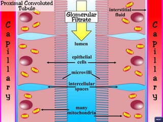 lumen
epithelial
cells
microvilli
intercellular
spaces
many
mitochondria
interstitial
fluid
 