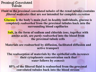 Fluid in the proximal convoluted tubules of the renal tubules contains
filtered molecules that are not intended for complete excretion
Glucose is the body’s main fuel; in healthy individuals, glucose is
completely reabsorbed from the proximal tubules back into the
surrounding blood capillaries
Salt, in the form of sodium and chloride ions, together with
amino acids, are partly reabsorbed into the blood from
the proximal tubule cells
Materials are reabsorbed by diffusion, facilitated diffusion and
active transport
The reabsorption of materials by the epithelial cells increases
their cytoplasmic concentration such that
water follows by osmosis
85% of the filtered fluid is reabsorbed from the proximal
convoluted tubules back into the blood stream
 