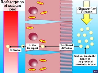 Facilitated
diffusion
Active
transport
Diffusion
Sodium ions in the
lumen of
the proximal
convoluted tubule
 