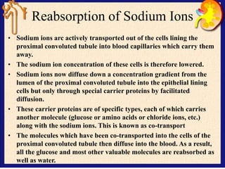 Reabsorption of Sodium Ions
• Sodium ions arc actively transported out of the cells lining the
proximal convoluted tubule into blood capillaries which carry them
away.
• The sodium ion concentration of these cells is therefore lowered.
• Sodium ions now diffuse down a concentration gradient from the
lumen of the proximal convoluted tubule into the epithelial lining
cells but only through special carrier proteins by facilitated
diffusion.
• These carrier proteins are of specific types, each of which carries
another molecule (glucose or amino acids or chloride ions, etc.)
along with the sodium ions. This is known as co-transport
• The molecules which have been co-transported into the cells of the
proximal convoluted tubule then diffuse into the blood. As a result,
all the glucose and most other valuable molecules are reabsorbed as
well as water.
 