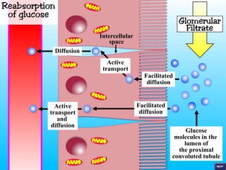 Facilitated
diffusion
Facilitated
diffusion
Active
transport
and
diffusion
Active
transport
Diffusion
Glucose
molecules in the
lumen of
the proximal
convoluted tubule
Intercellular
space
 