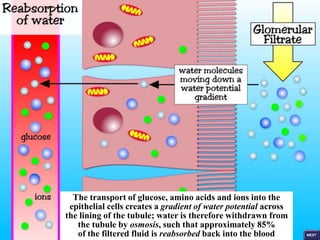 The transport of glucose, amino acids and ions into the
epithelial cells creates a gradient of water potential across
the lining of the tubule; water is therefore withdrawn from
the tubule by osmosis, such that approximately 85%
of the filtered fluid is reabsorbed back into the blood
 