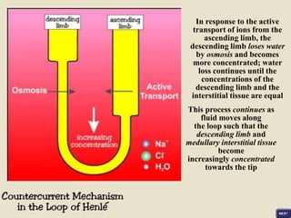 In response to the active
transport of ions from the
ascending limb, the
descending limb loses water
by osmosis and becomes
more concentrated; water
loss continues until the
concentrations of the
descending limb and the
interstitial tissue are equal
This process continues as
fluid moves along
the loop such that the
descending limb and
medullary interstitial tissue
become
increasingly concentrated
towards the tip
 