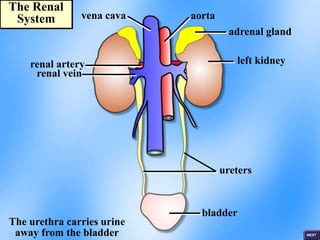 left kidney
adrenal gland
ureters
The urethra carries urine
away from the bladder
renal artery
renal vein
vena cava aorta
bladder
The Renal
System
 