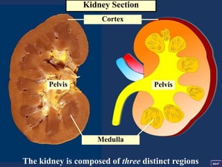 Kidney Section
Pelvis
Pelvis
Cortex
Medulla
The kidney is composed of three distinct regions
 