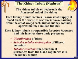 The Kidney Tubule (Nephron)
The kidney tubule or nephron is the
functional unit of the kidney
Each kidney tubule receives its own small supply of
blood from the extensive arteriole branches arising
from the renal artery; each human kidney contains
approximately 1 million tubules
Each kidney tubule is responsible for urine formation
and this involves three basic processes:
• Ultrafiltration of blood
• Selective tubular reabsorption of filtered
materials
• Tubular secretion; the secretion of
substances from the blood capillaries into
the kidney tubules
 