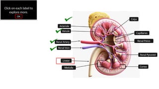 Working of Kidney and its Functions NCERT | PPTX