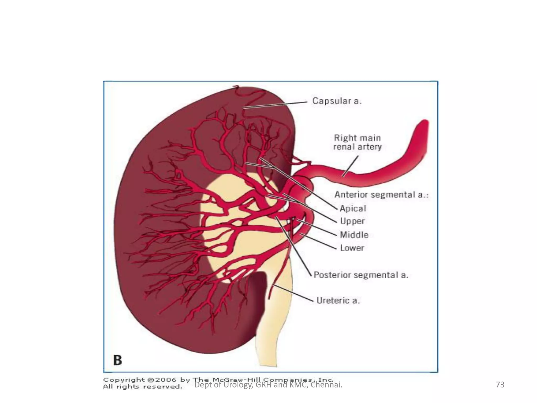 EMBRYOLOGY AND ANATOMY OF KIDNEY | PDF