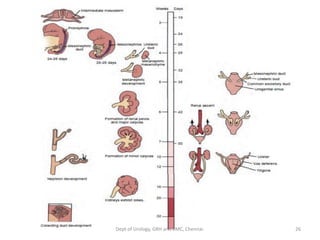 EMBRYOLOGY AND ANATOMY OF KIDNEY | PDF
