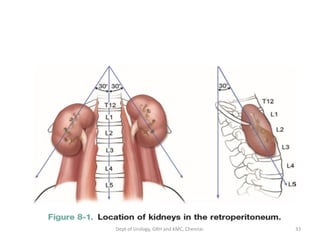 EMBRYOLOGY AND ANATOMY OF KIDNEY | PDF