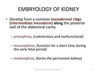 EMBRYOLOGY AND ANATOMY OF KIDNEY | PDF