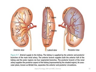 EMBRYOLOGY AND ANATOMY OF KIDNEY | PDF