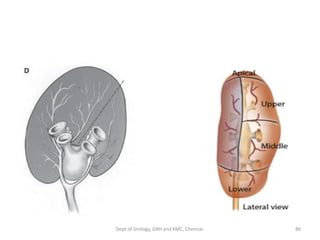 EMBRYOLOGY AND ANATOMY OF KIDNEY | PDF