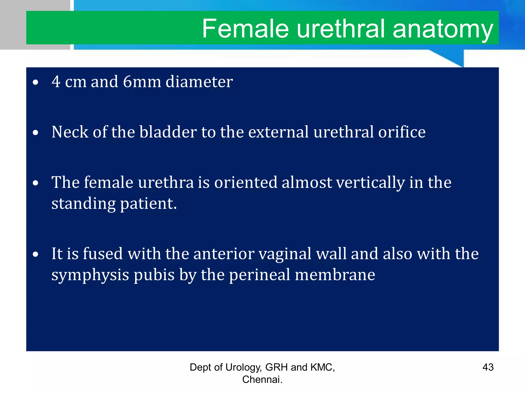 ANATOMY OF GENITOURINARY TRACT | PDF