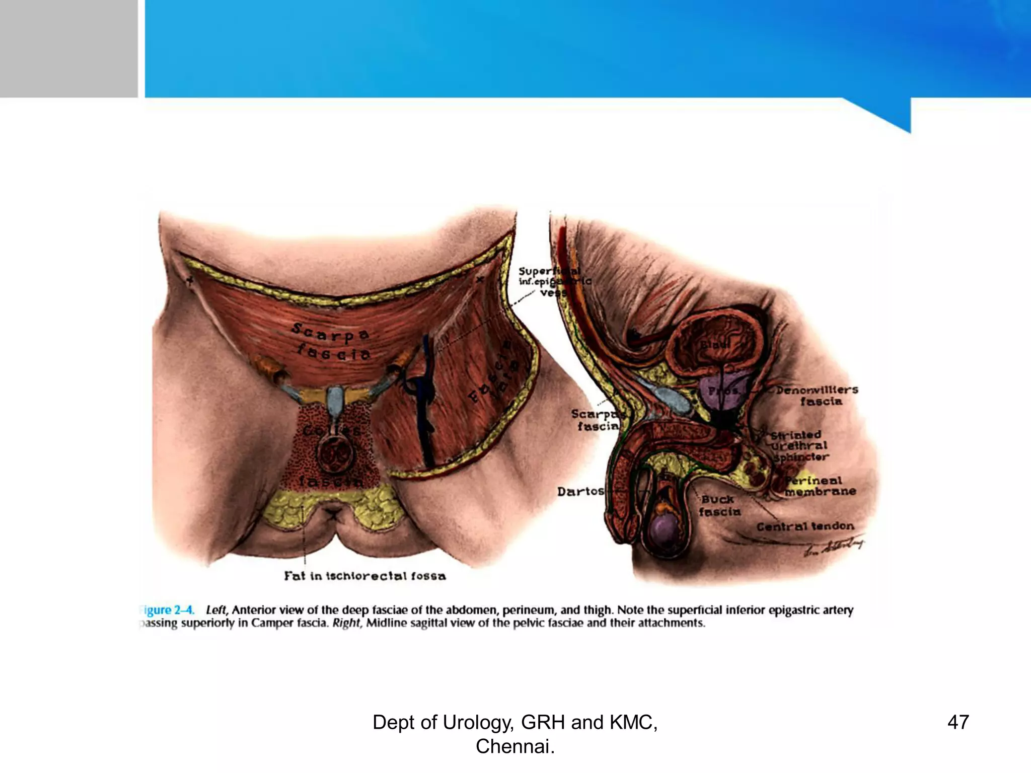 Genitory System ANATOMY OF GENITOURINARY TRACT | PDF