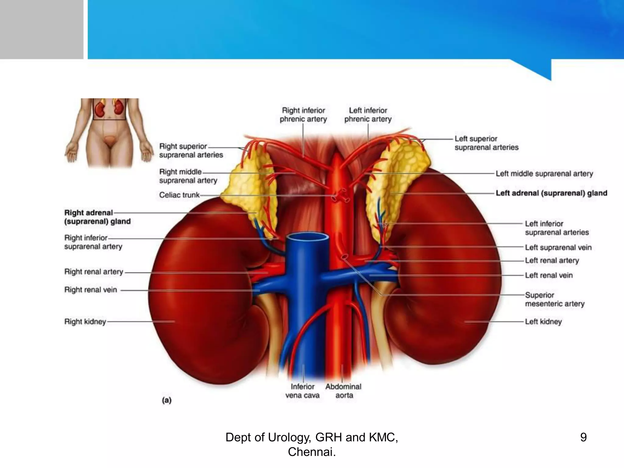 ANATOMY OF GENITOURINARY TRACT | PDF