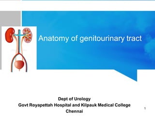 Dept of Urology
Govt Royapettah Hospital and Kilpauk Medical College
Chennai
Anatomy of genitourinary tract
1
 