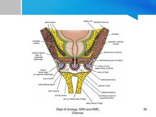 Genitory System ANATOMY OF GENITOURINARY TRACT | PDF