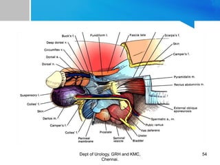 Genitory System ANATOMY OF GENITOURINARY TRACT | PDF