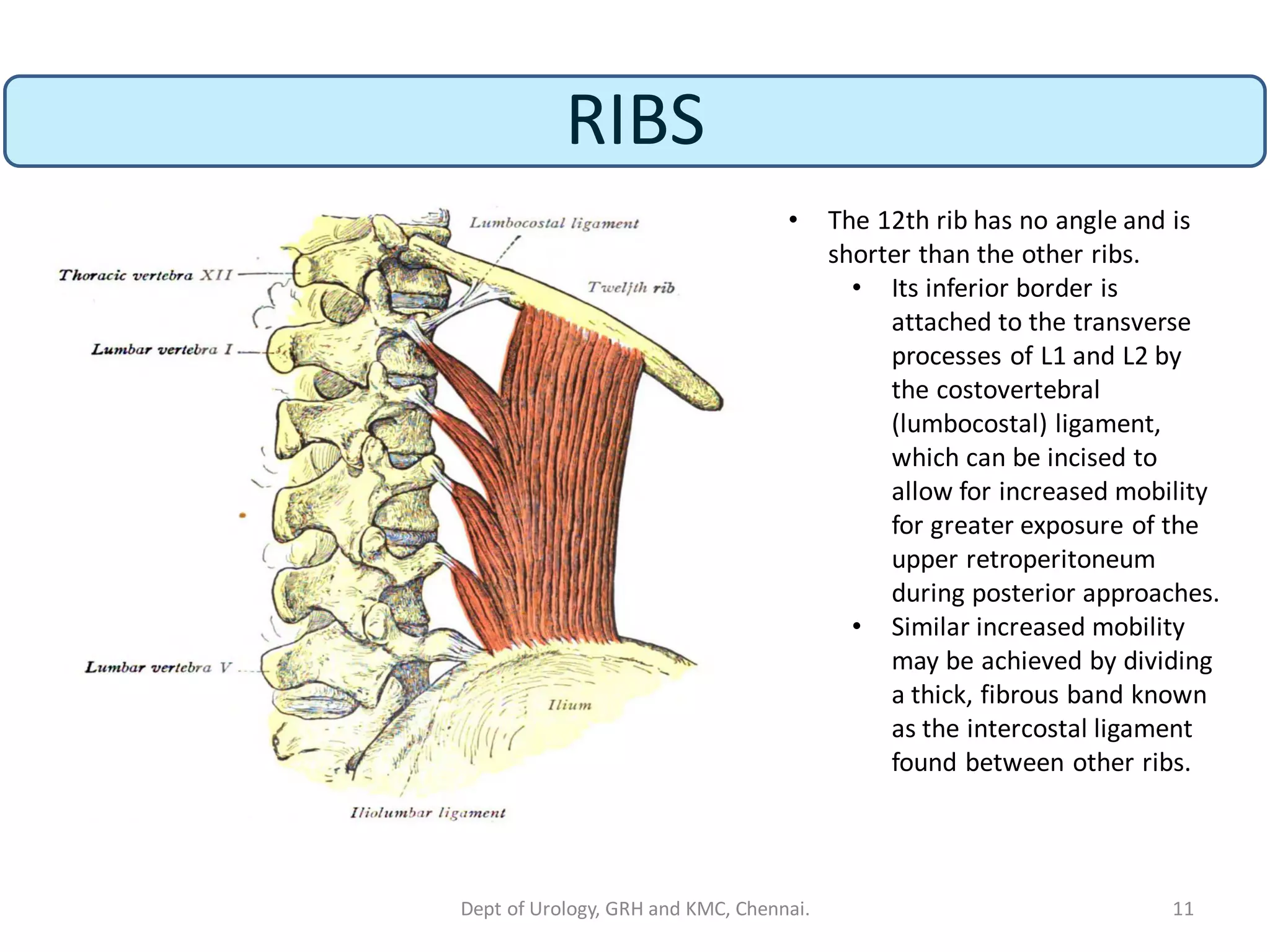 ANATOMY OF KIDNEY | PDF