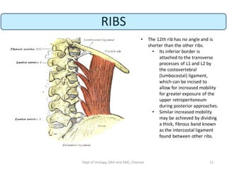 L1 Accessory Rib ANATOMY OF KIDNEY | PDF