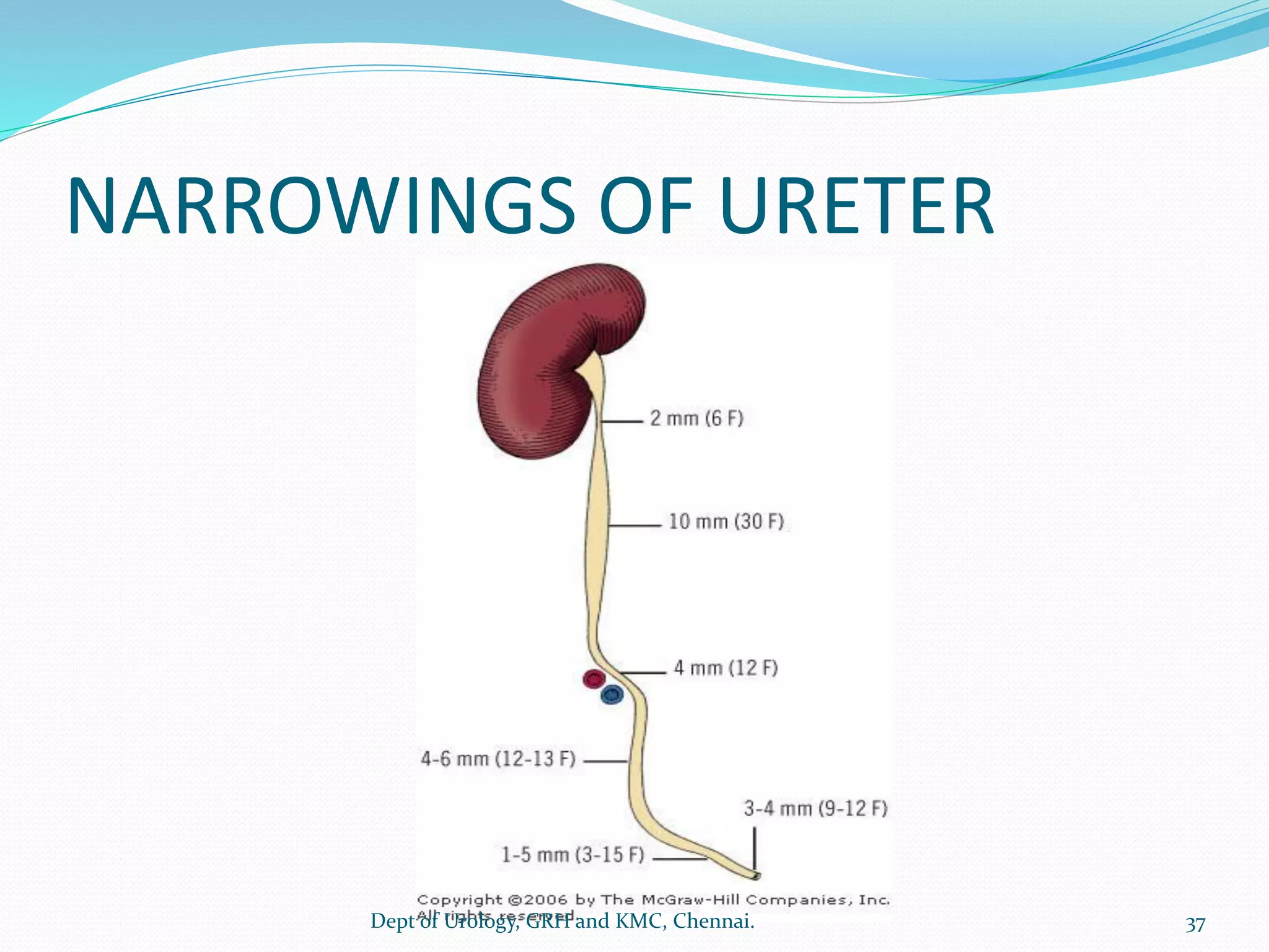 ANATOMY OF UPPER URINARY TRACT | PDF