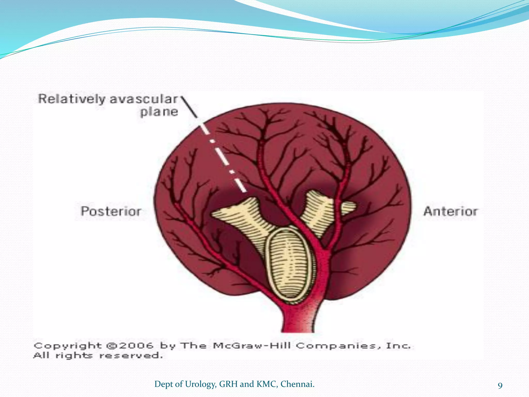 ANATOMY OF UPPER URINARY TRACT | PDF