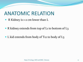 ANATOMY OF UPPER URINARY TRACT | PDF