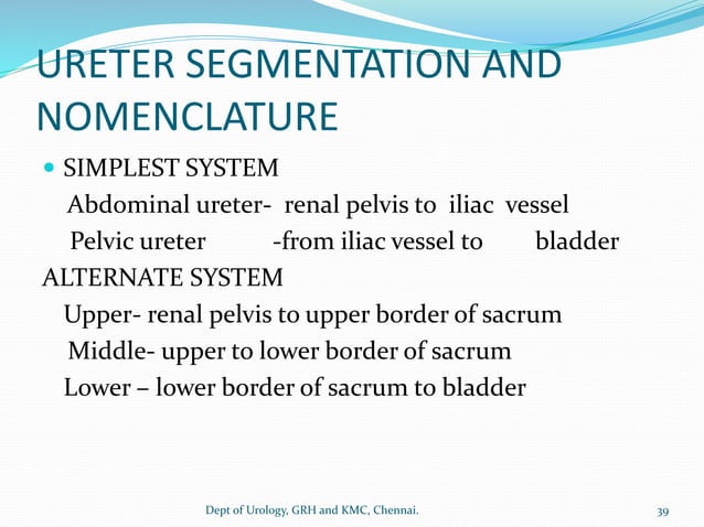 ANATOMY OF UPPER URINARY TRACT | PDF | Bodybuilding | Sports