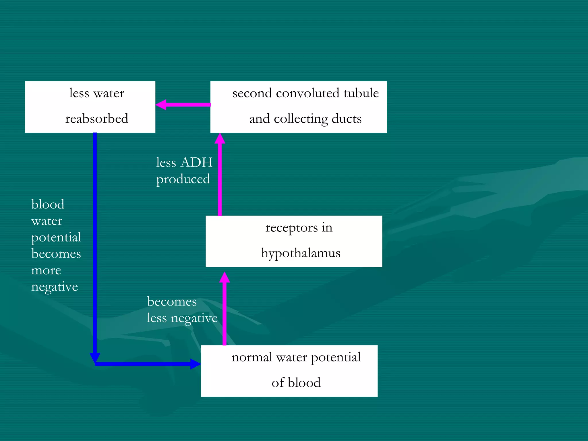 normal water potential of blood receptors in  hypothalamus second convoluted tubule and collecting ducts less water reabsorbed blood water potential becomes more negative becomes less negative less ADH produced 
