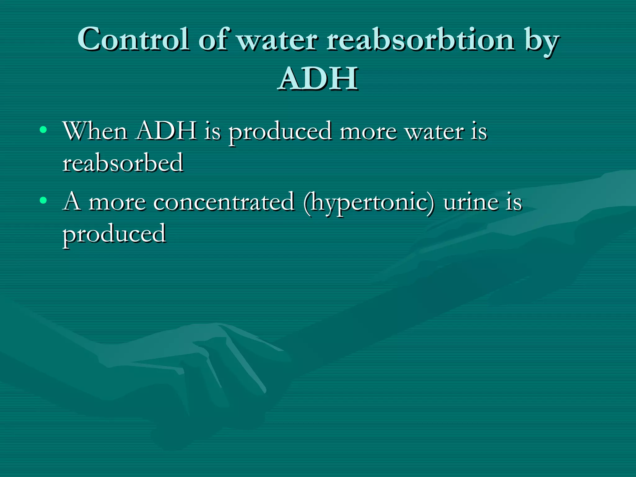 Control of water reabsorbtion by ADH When ADH is produced more water is reabsorbed A more concentrated (hypertonic) urine is produced 