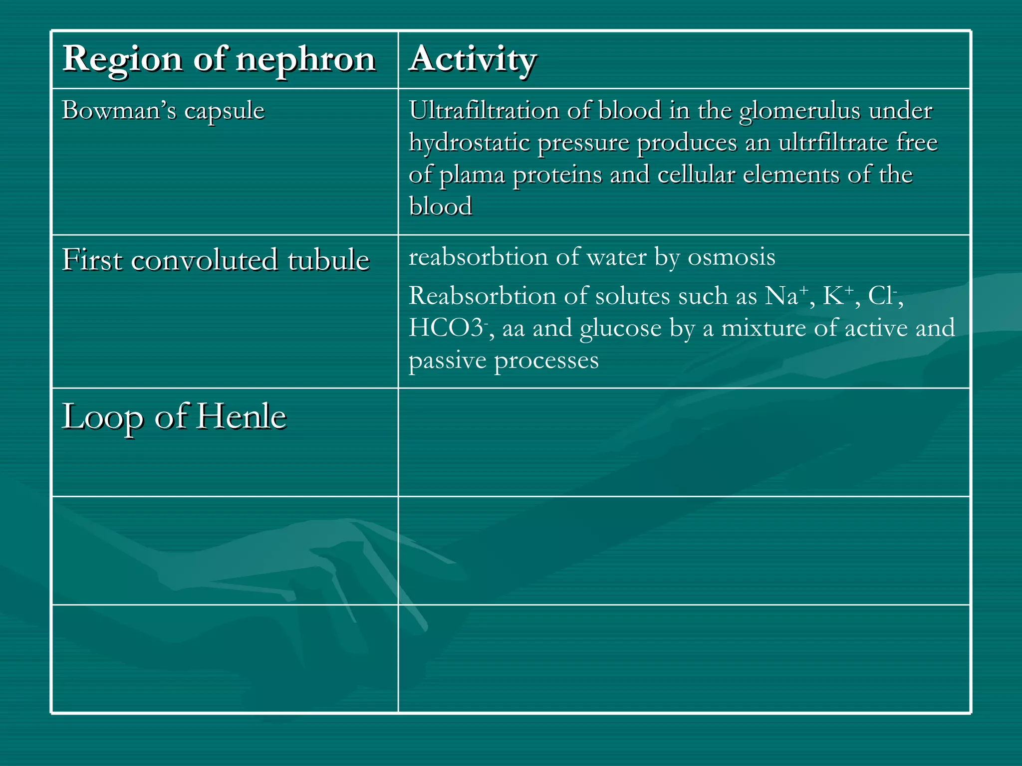 Region of nephron Activity Bowman’s capsule Ultrafiltration of blood in the glomerulus under hydrostatic pressure produces an ultrfiltrate free of plama proteins and cellular elements of the blood First convoluted tubule reabsorbtion of water by osmosis Reabsorbtion of solutes such as Na + , K + , Cl - , HCO3 - , aa and glucose by a mixture of active and passive processes Loop of Henle 