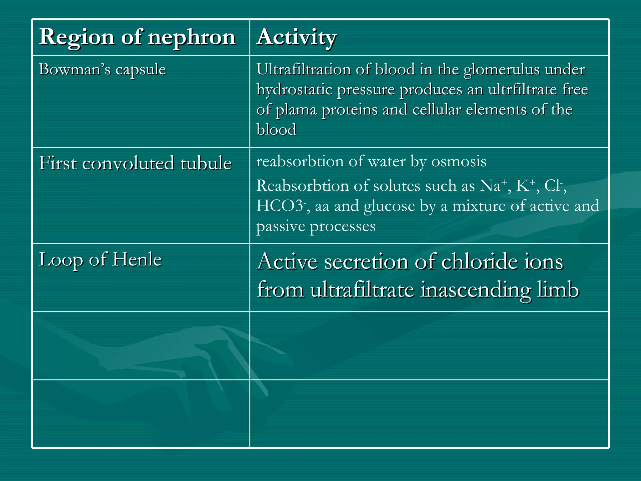 Region of nephron Activity Bowman’s capsule Ultrafiltration of blood in the glomerulus under hydrostatic pressure produces an ultrfiltrate free of plama proteins and cellular elements of the blood First convoluted tubule reabsorbtion of water by osmosis Reabsorbtion of solutes such as Na + , K + , Cl - , HCO3 - , aa and glucose by a mixture of active and passive processes Loop of Henle Active secretion of chloride ions from ultrafiltrate inascending limb 