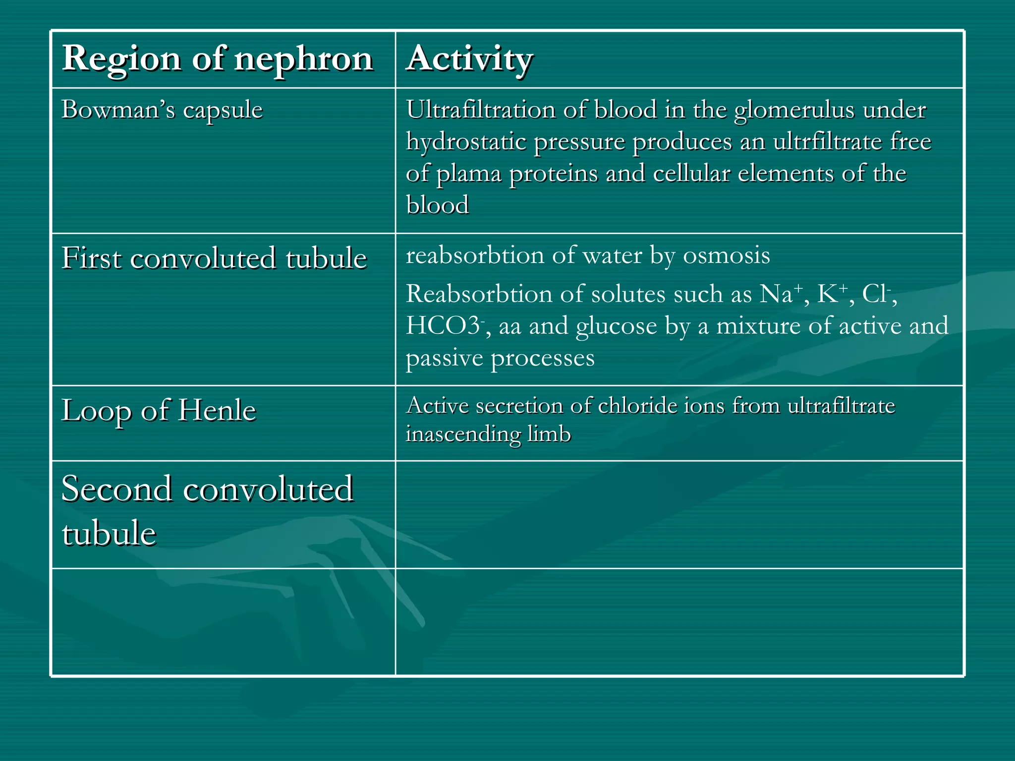 Region of nephron Activity Bowman’s capsule Ultrafiltration of blood in the glomerulus under hydrostatic pressure produces an ultrfiltrate free of plama proteins and cellular elements of the blood First convoluted tubule reabsorbtion of water by osmosis Reabsorbtion of solutes such as Na + , K + , Cl - , HCO3 - , aa and glucose by a mixture of active and passive processes Loop of Henle Active secretion of chloride ions from ultrafiltrate inascending limb Second convoluted tubule 
