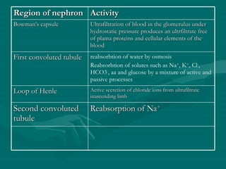 Region of nephron Activity Bowman’s capsule Ultrafiltration of blood in the glomerulus under hydrostatic pressure produces an ultrfiltrate free of plama proteins and cellular elements of the blood First convoluted tubule reabsorbtion of water by osmosis Reabsorbtion of solutes such as Na + , K + , Cl - , HCO3 - , aa and glucose by a mixture of active and passive processes Loop of Henle Active secretion of chloride ions from ultrafiltrate inascending limb Second convoluted tubule Reabsorption of Na + 