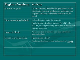 Region of nephron Activity Bowman’s capsule Ultrafiltration of blood in the glomerulus under hydrostatic pressure produces an ultrfiltrate free of plama proteins and cellular elements of the blood First convoluted tubule reabsorbtion of water by osmosis Reabsorbtion of solutes such as Na + , K + , Cl - , HCO3 - , aa and glucose by a mixture of active and passive processes Loop of Henle Active secretion of chloride ions from ultrafiltrate inascending limb Second convoluted tubule Reabsorption of Na + Faculative reabsorbtion of water under control of   ADH 