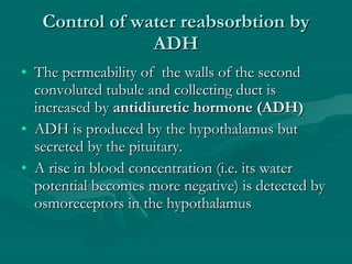 Control of water reabsorbtion by ADH The permeability of  the walls of the second convoluted tubule and collecting duct is increased by  antidiuretic hormone (ADH) ADH is produced by the hypothalamus but secreted by the pituitary. A rise in blood concentration (i.e. its water potential becomes more negative) is detected by osmoreceptors in the hypothalamus 