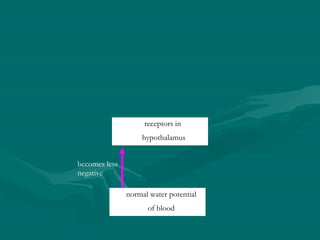 normal water potential of blood receptors in  hypothalamus becomes less negative 