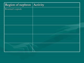 Region of nephron Activity Bowman’s capsule 