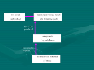 normal water potential of blood receptors in  hypothalamus second convoluted tubule and collecting ducts less water reabsorbed becomes less negative less ADH produced 