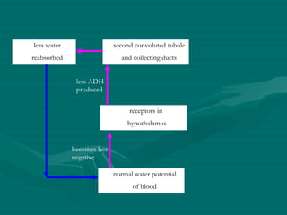normal water potential of blood receptors in  hypothalamus second convoluted tubule and collecting ducts less water reabsorbed becomes less negative less ADH produced 
