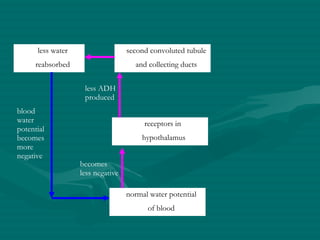 normal water potential of blood receptors in  hypothalamus second convoluted tubule and collecting ducts less water reabsorbed blood water potential becomes more negative becomes less negative less ADH produced 